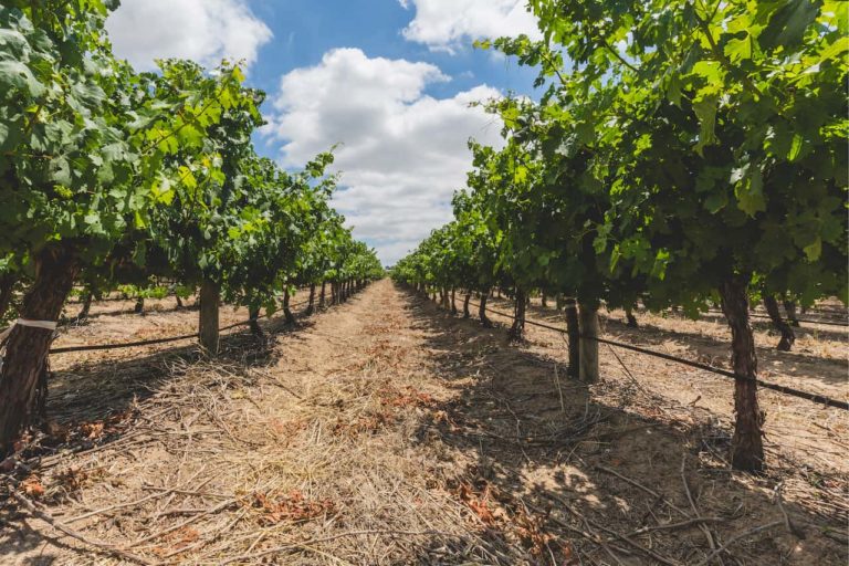 Vineyard hallay, picture taken from the ground